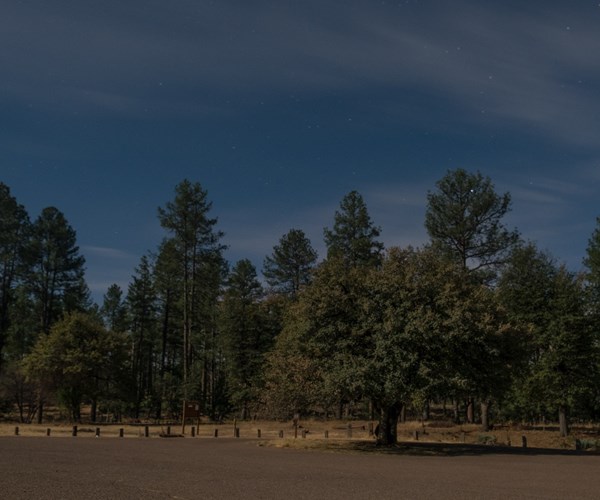 Pine, USA